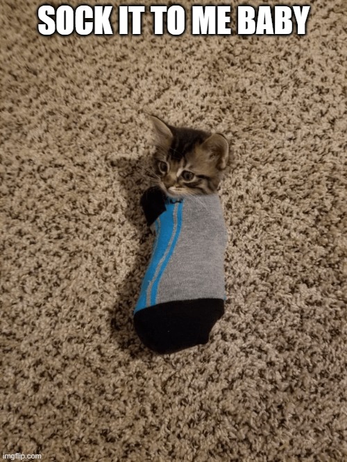 memes by Brad cute kitten in a sock cat | SOCK IT TO ME BABY | image tagged in cats,funny,funny cat memes,humor,cute kitten,kitten | made w/ Imgflip meme maker