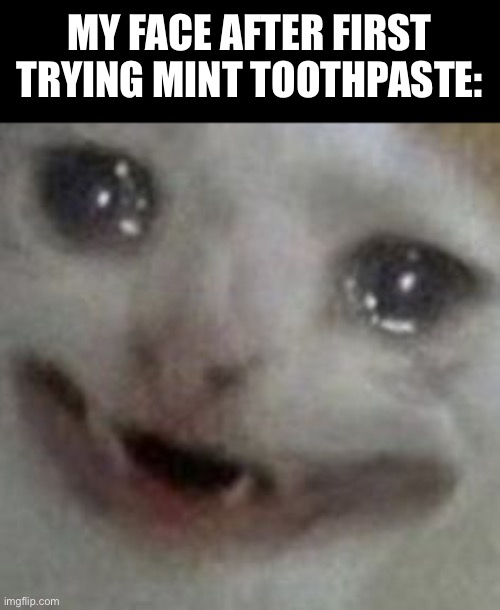 crying cat | MY FACE AFTER FIRST TRYING MINT TOOTHPASTE: | image tagged in crying cat | made w/ Imgflip meme maker