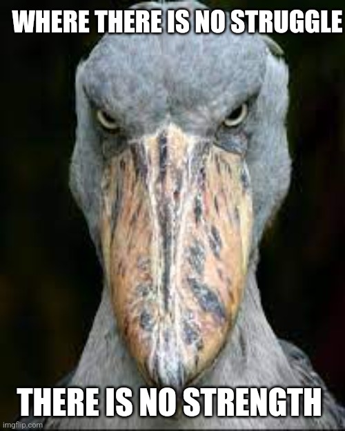Shoebill Stork's Strength Message | WHERE THERE IS NO STRUGGLE; THERE IS NO STRENGTH | image tagged in scary bird,quotes,shoebill stork,birds | made w/ Imgflip meme maker