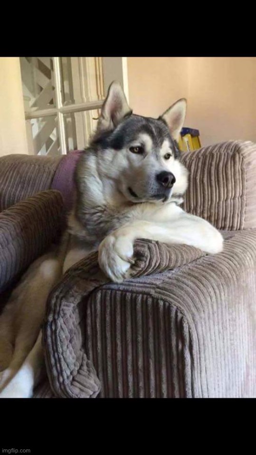 Dog on couch | image tagged in dog on couch | made w/ Imgflip meme maker