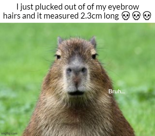 Disappointed Capybara | I just plucked out of of my eyebrow hairs and it measured 2.3cm long 💀💀💀; Bruh... | image tagged in disappointed capybara | made w/ Imgflip meme maker