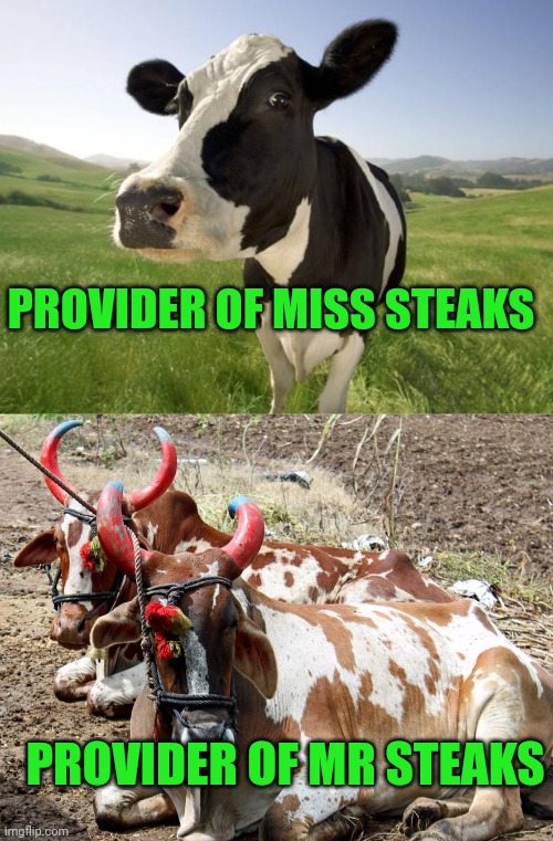 PROVIDER OF MISS STEAKS; PROVIDER OF MR STEAKS | image tagged in cow,2 bulls | made w/ Imgflip meme maker