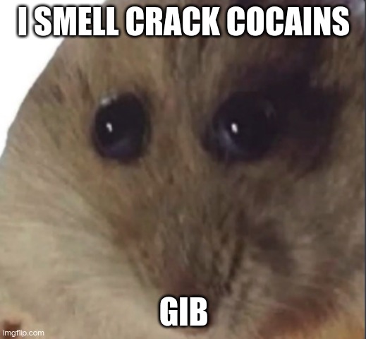 Hampter | I SMELL CRACK COCAINS; GIB | image tagged in hampter | made w/ Imgflip meme maker