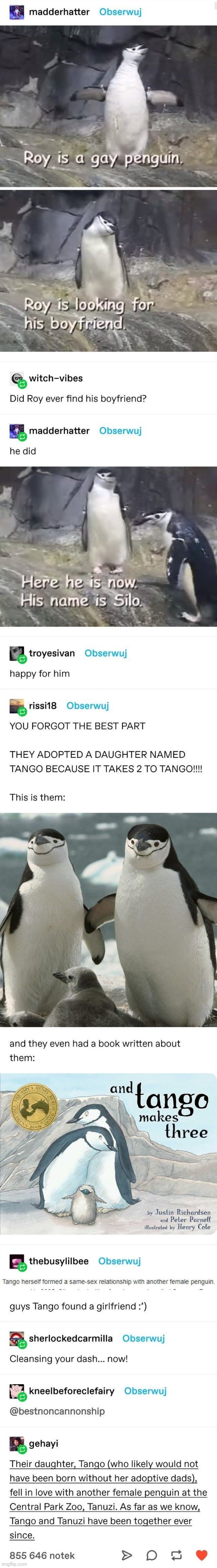 THIS IS FREAKING ADORABLE | image tagged in gay,penguin gang,why are you reading the tags,why is the fbi here | made w/ Imgflip meme maker