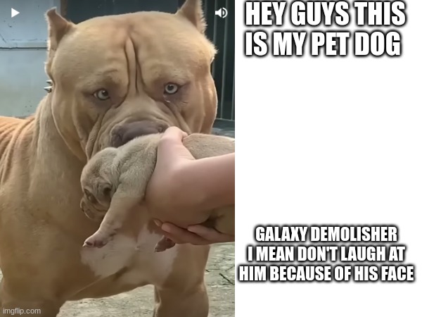he is actually a pet dog | HEY GUYS THIS IS MY PET DOG; GALAXY DEMOLISHER I MEAN DON'T LAUGH AT HIM BECAUSE OF HIS FACE | image tagged in don't you squidward,laughing men in suits | made w/ Imgflip meme maker