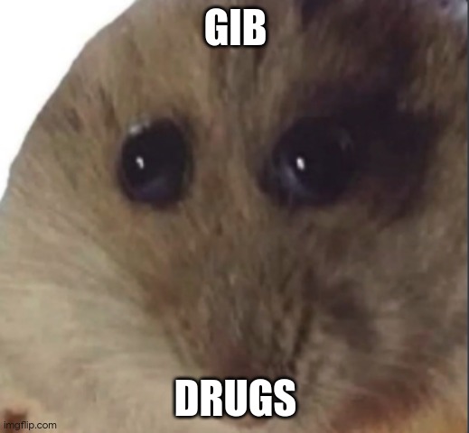 Hampter | GIB; DRUGS | image tagged in hampter | made w/ Imgflip meme maker
