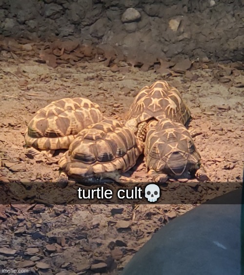 Turtle Cult | turtle cult💀 | image tagged in turtle cult | made w/ Imgflip meme maker