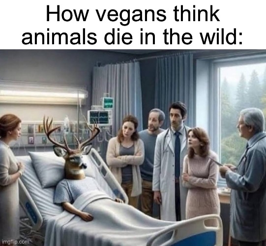 mostly just that vegan teacher | How vegans think animals die in the wild: | image tagged in memes,funny,vegan,msmg | made w/ Imgflip meme maker
