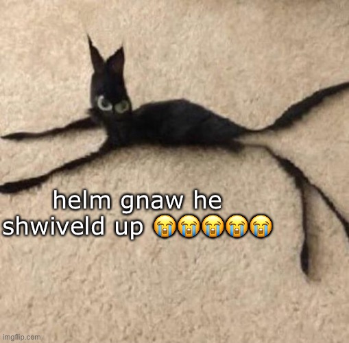 string cat | helm gnaw he shwiveld up 😭😭😭😭😭 | image tagged in string cat | made w/ Imgflip meme maker