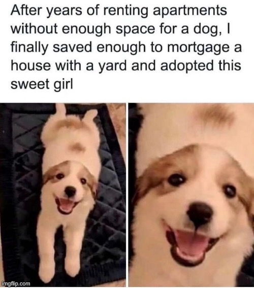 Not my Dog but so cute | image tagged in dog,apartment,house,mortgage | made w/ Imgflip meme maker