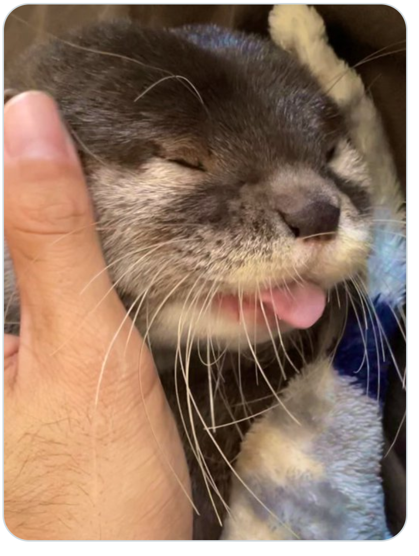 Licking Otter Blank Meme Template