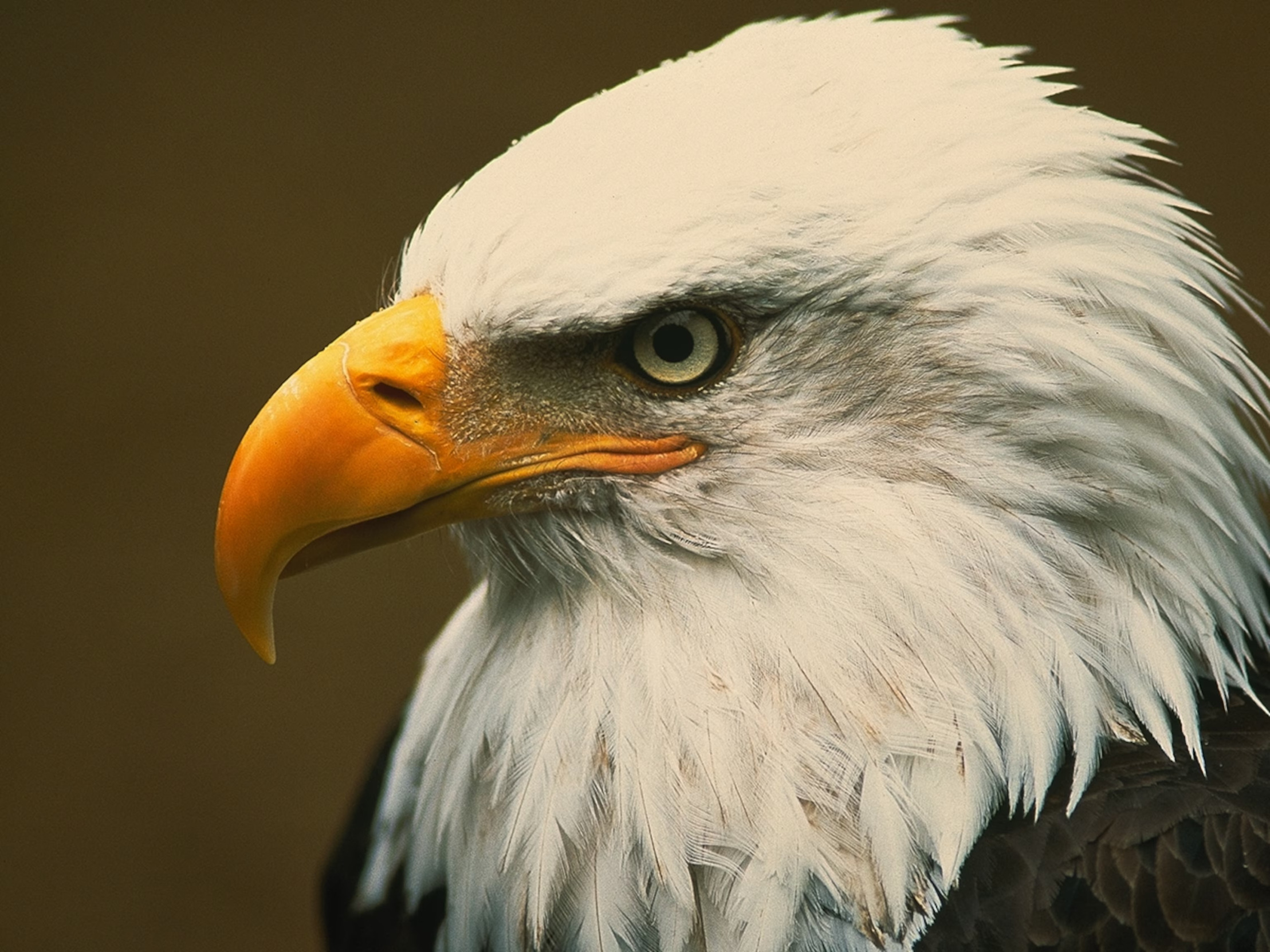 High Quality Eagle Blank Meme Template