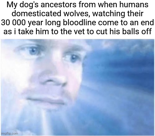 Real | My dog's ancestors from when humans domesticated wolves, watching their 30 000 year long bloodline come to an end as i take him to the vet to cut his balls off | image tagged in in heaven looking down,memes,funny,dogs,funny memes,bruh | made w/ Imgflip meme maker