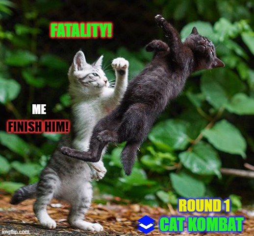 Mortal Kombat | FATALITY! ME; FINISH HIM! ROUND 1; CAT KOMBAT | image tagged in mortal kombat | made w/ Imgflip meme maker