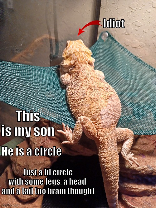 His name is Swordtail | Idiot; This is my son; He is a circle; Just a lil circle with some legs, a head, and a tail (no brain though) | image tagged in bearded dragon | made w/ Imgflip meme maker