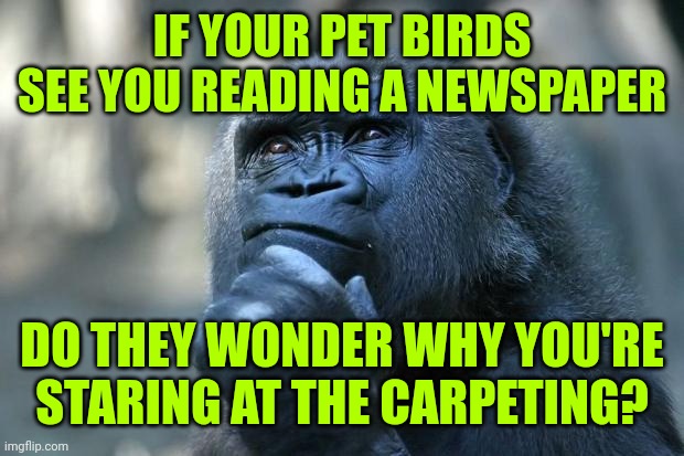 Deep Thoughts | IF YOUR PET BIRDS SEE YOU READING A NEWSPAPER; DO THEY WONDER WHY YOU'RE STARING AT THE CARPETING? | image tagged in deep thoughts | made w/ Imgflip meme maker