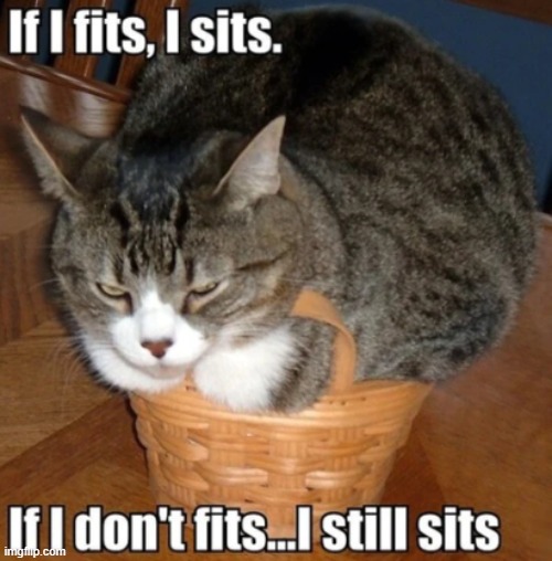 If i fits meme | image tagged in cats,memes | made w/ Imgflip meme maker