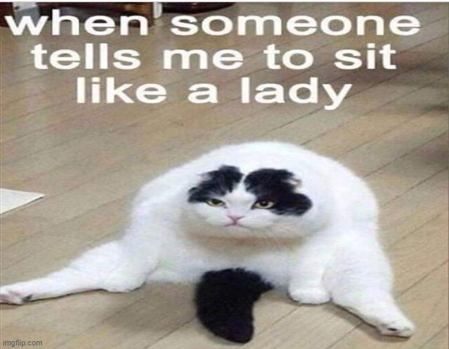 to sit like a lady meme | image tagged in cats,meme | made w/ Imgflip meme maker