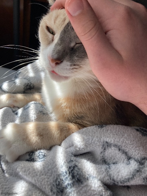 The blep | made w/ Imgflip meme maker