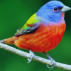 Painted Bunting Blank Meme Template