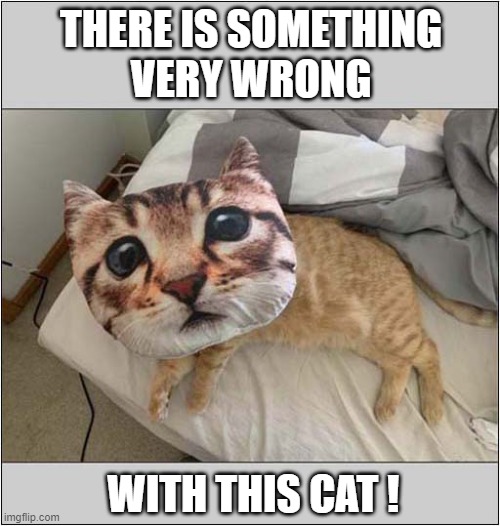 Call The Vet ! | THERE IS SOMETHING
VERY WRONG; WITH THIS CAT ! | image tagged in cats,cushion,vets | made w/ Imgflip meme maker