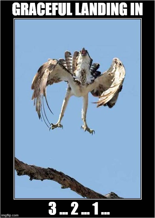 Almost There ... | GRACEFUL LANDING IN; 3 ... 2 ... 1 ... | image tagged in hawk,graceful,landing | made w/ Imgflip meme maker
