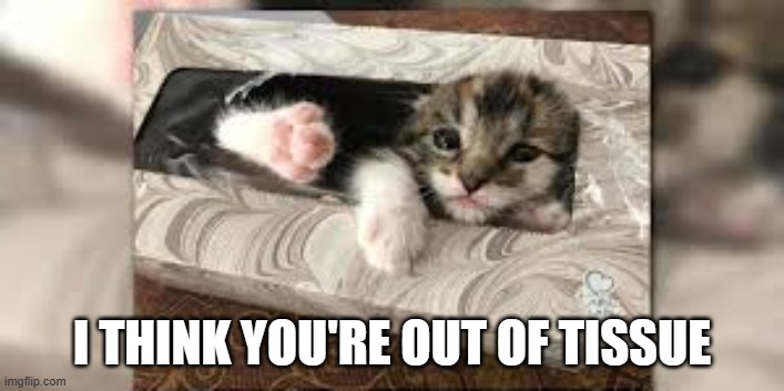 memes by Brad kitten say your are out of tissue cat | I THINK YOU'RE OUT OF TISSUE | image tagged in cats,funny,cute kitten,funny cat memes,humor,kitten | made w/ Imgflip meme maker