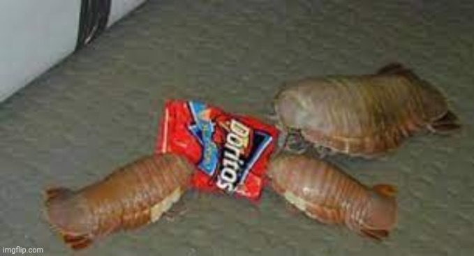 Isopod Hours | image tagged in isopod hours | made w/ Imgflip meme maker