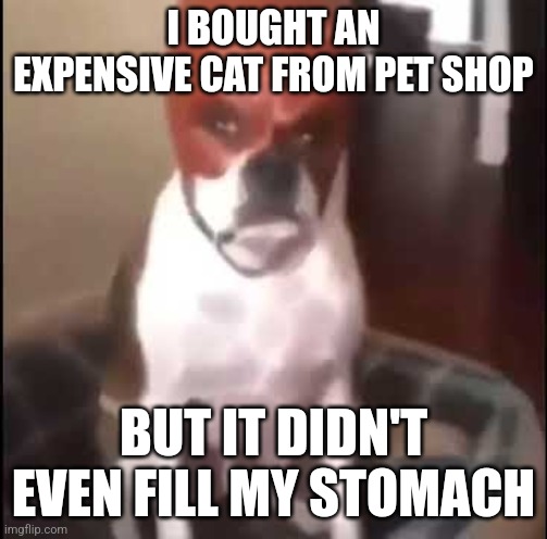 daredevil dog | I BOUGHT AN EXPENSIVE CAT FROM PET SHOP; BUT IT DIDN'T EVEN FILL MY STOMACH | image tagged in daredevil dog | made w/ Imgflip meme maker