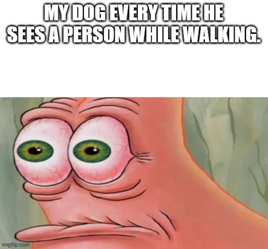 Patrick Staring Meme | MY DOG EVERY TIME HE SEES A PERSON WHILE WALKING. | image tagged in patrick staring meme | made w/ Imgflip meme maker
