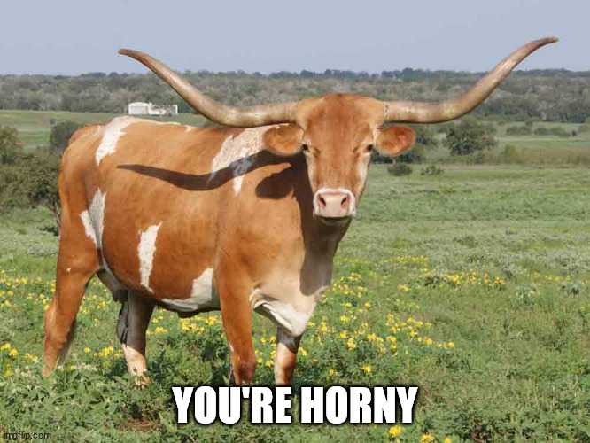 Longhorn cattle | YOU'RE HORNY | image tagged in longhorn cattle | made w/ Imgflip meme maker