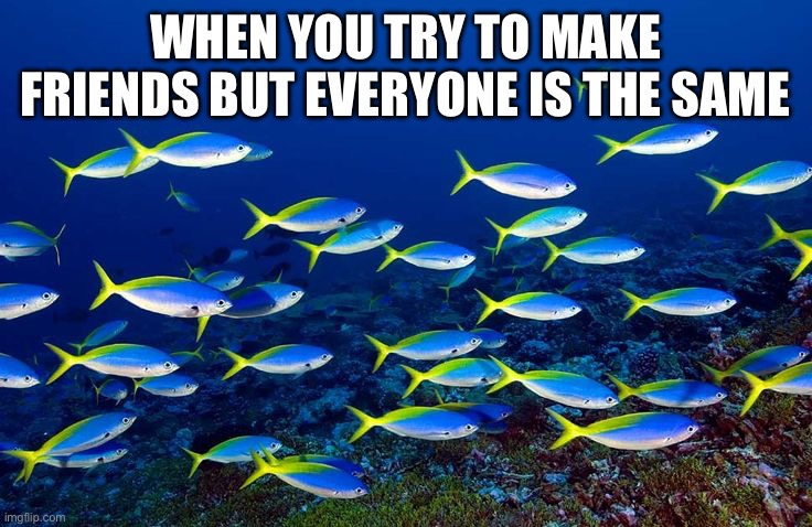 school of fish | WHEN YOU TRY TO MAKE FRIENDS BUT EVERYONE IS THE SAME | image tagged in school of fish | made w/ Imgflip meme maker