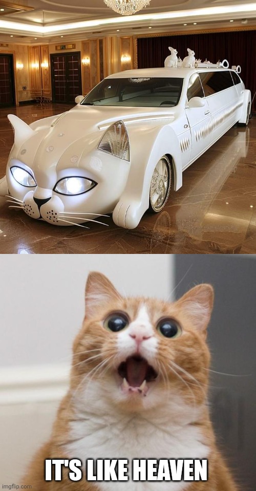 THAT CAT LIMO | IT'S LIKE HEAVEN | image tagged in scared cat,cats,cat memes | made w/ Imgflip meme maker
