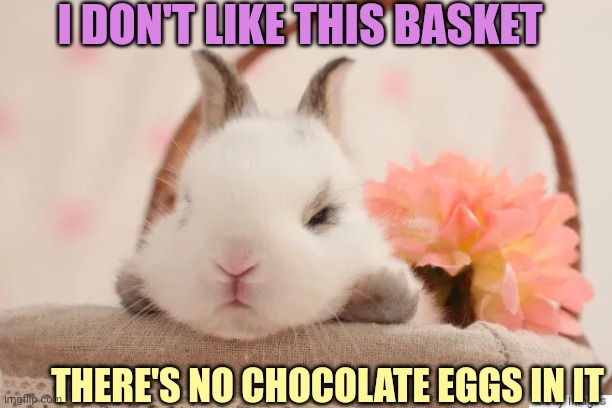ONE GRUMPY BUNNY | I DON'T LIKE THIS BASKET; THERE'S NO CHOCOLATE EGGS IN IT | image tagged in bunny,happy easter,easter bunny,rabbit | made w/ Imgflip meme maker