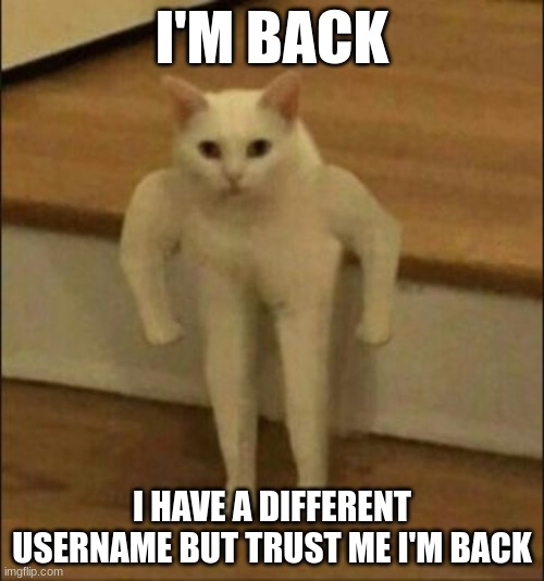 Buff Cat | I'M BACK; I HAVE A DIFFERENT USERNAME BUT TRUST ME I'M BACK | image tagged in buff cat | made w/ Imgflip meme maker