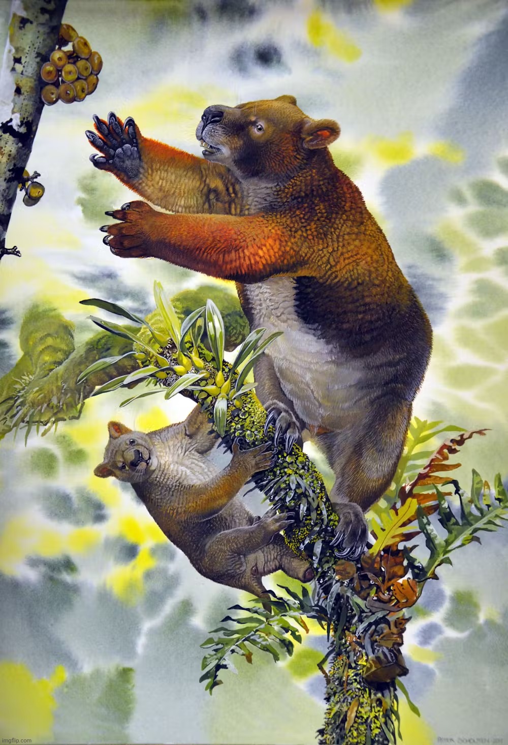 Nimbadon, 15 million yo arboreal relative of wombats. | image tagged in nimbadon,marsupial,prehistoric marsupials,australia,prehistoric | made w/ Imgflip meme maker