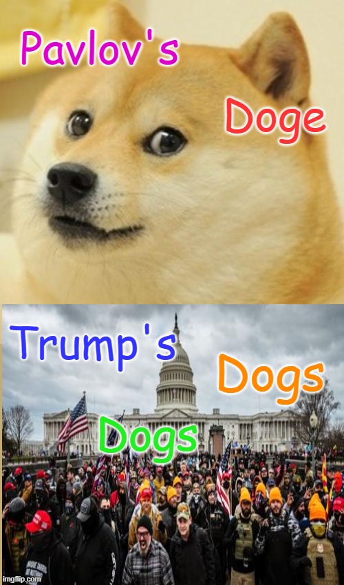 Good Boy Doge | Pavlov's; Doge; Trump's; Dogs; Dogs | image tagged in doge,fascist,dictator,commie,change my mind,trump supporters | made w/ Imgflip meme maker