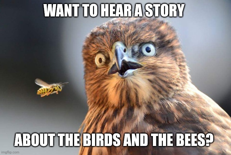 Birds and the Bees | WANT TO HEAR A STORY; ABOUT THE BIRDS AND THE BEES? | image tagged in birds and the bees,funny memes | made w/ Imgflip meme maker