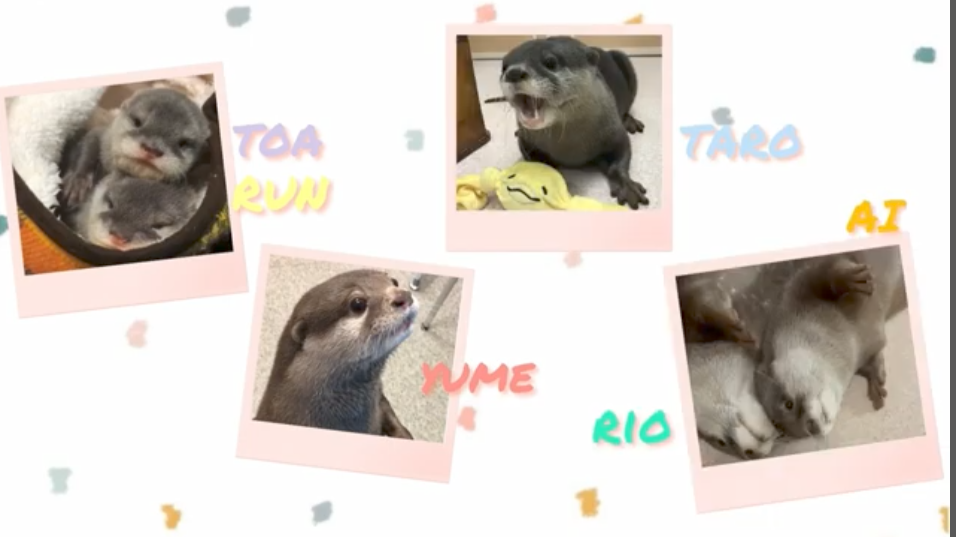 High Quality Otter Home Little Wiki Blank Meme Template