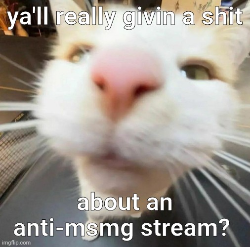 blehh cat | ya'll really givin a shit; about an anti-msmg stream? | image tagged in blehh cat | made w/ Imgflip meme maker
