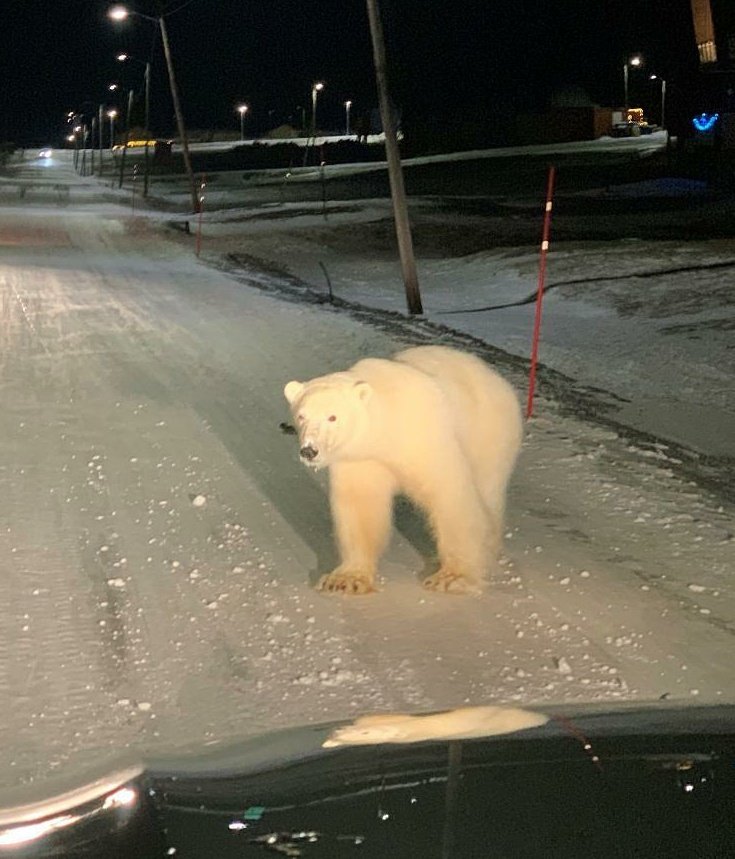 Polar bear in Texas Blank Meme Template