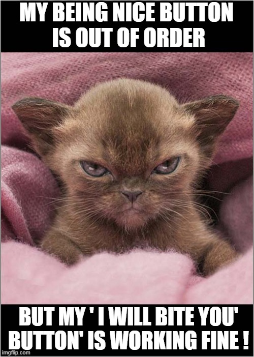 Warning - One Angry Kitten ! | MY BEING NICE BUTTON
 IS OUT OF ORDER; BUT MY ' I WILL BITE YOU'
BUTTON' IS WORKING FINE ! | image tagged in cats,kitten,two buttons | made w/ Imgflip meme maker