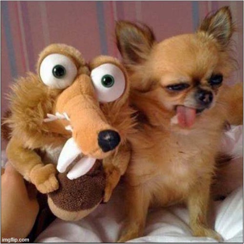 Spot The Difference ! | image tagged in dogs,squirrel,ice age | made w/ Imgflip meme maker