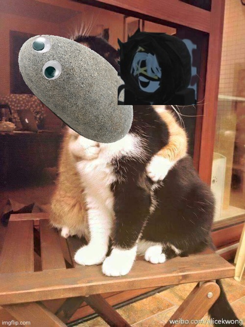 cats hugging | image tagged in cats hugging | made w/ Imgflip meme maker
