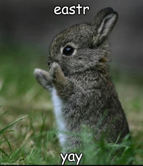 Cute Bunny | eastr; yay | image tagged in cute bunny | made w/ Imgflip meme maker