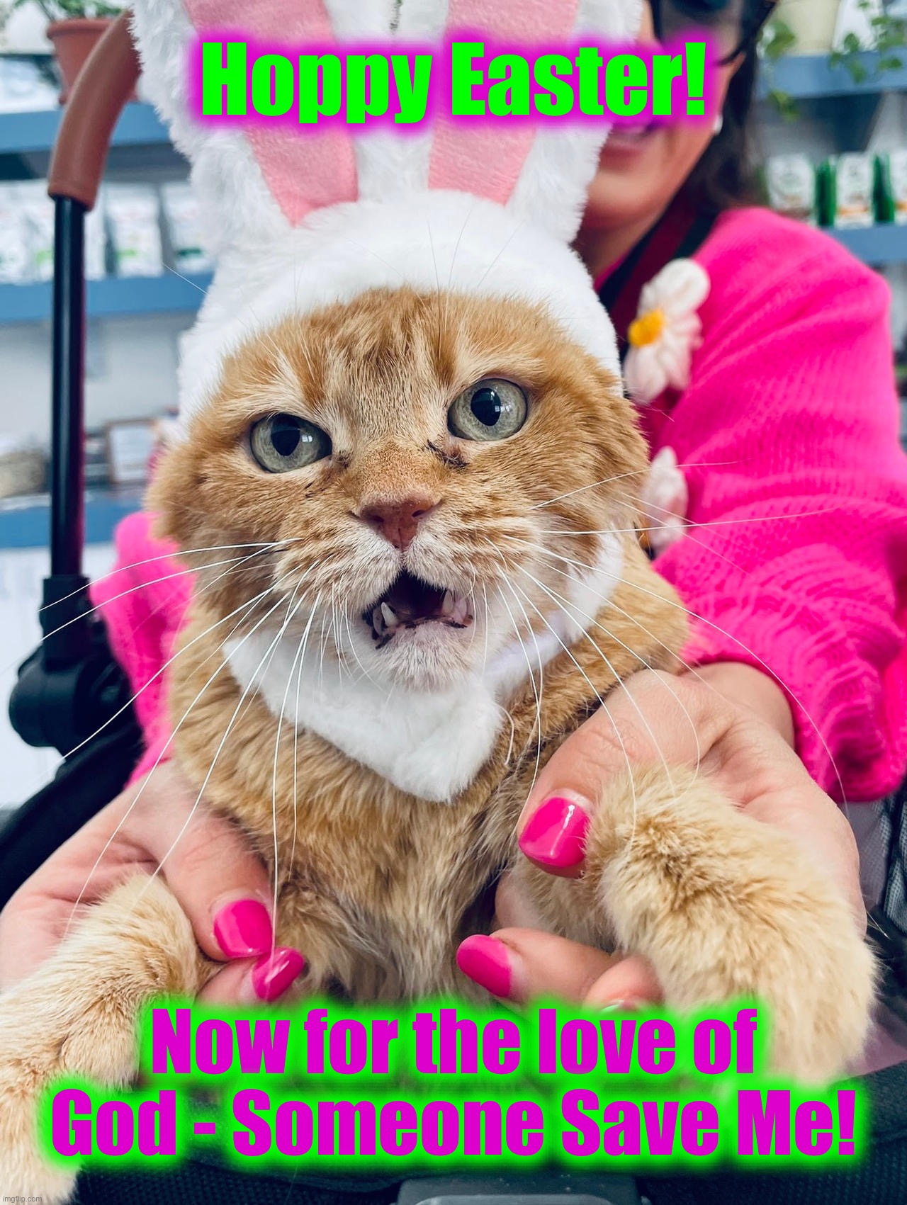 Happy Easter | Hoppy Easter! Now for the love of God - Someone Save Me! | image tagged in easter cat,happy easter,memes,easter bunny,save me | made w/ Imgflip meme maker