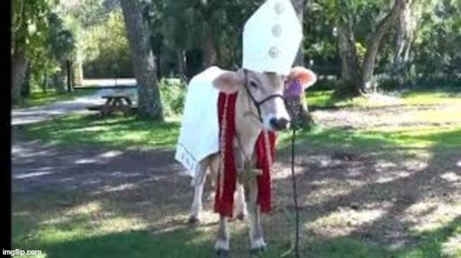 Holy cow | image tagged in holy cow | made w/ Imgflip meme maker