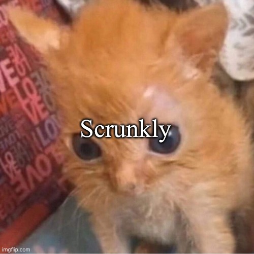 skrunkly | Scrunkly | image tagged in skrunkly | made w/ Imgflip meme maker