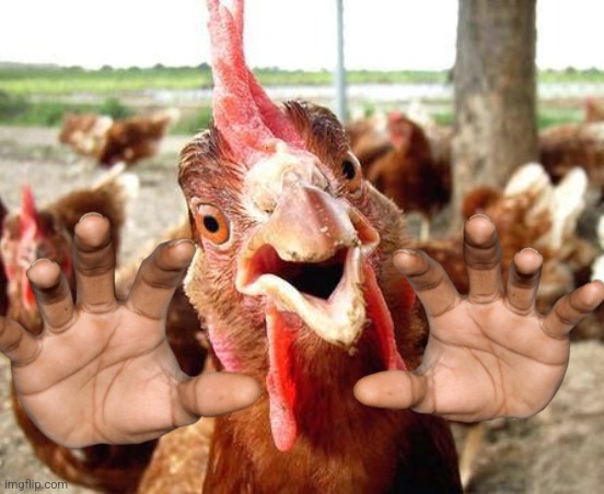 Chicken | image tagged in chicken | made w/ Imgflip meme maker