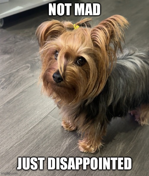 Not mad. Just disappointed. | NOT MAD; JUST DISAPPOINTED | image tagged in are you serious yorkie | made w/ Imgflip meme maker